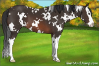 Horse Color:White Spotted Brown Splash 