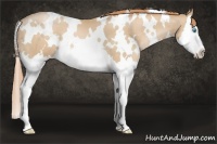 Horse Color:White Spotted Buckskin Pearl Splash 