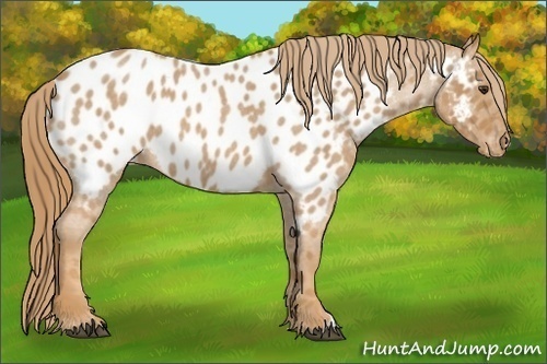 Horse Color: Red Roan Near Leopard 