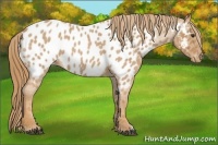 Horse Color:Red Roan Appaloosa 
