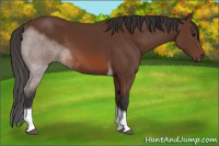 Horse Color:Bay Tobiano 