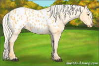 Horse Color:Palomino Appaloosa 