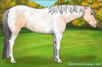 Horse Color:Buckskin Tobiano 