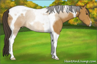 Horse Color:Buckskin Tobiano