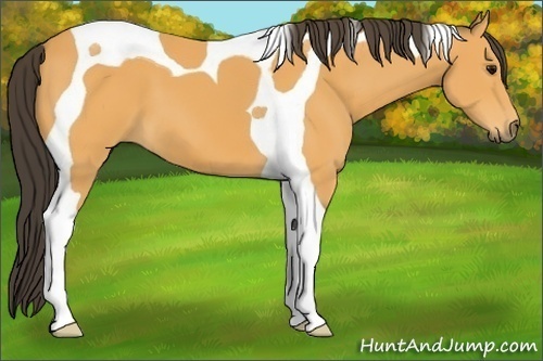 Horse Color: Buckskin Tobiano 