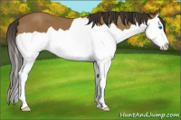 Horse Color:Buckskin Splash 