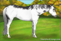 Horse Color:White Spotted Smoky Black Sabino Splash Frame 