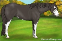 Horse Color:Smoky Black Sabino