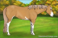 Horse Color:Palomino Sabino