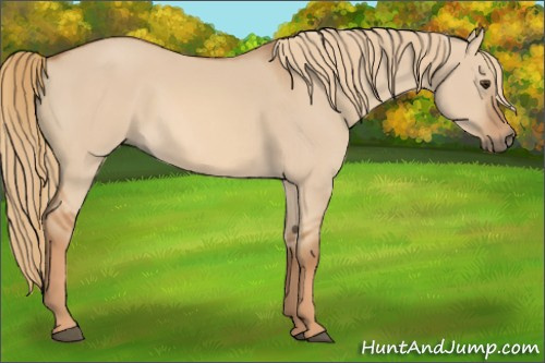 Horse Color: Red Dun Rabicano 