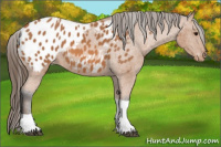 Horse Color:Bay Tobiano Near Leopard 