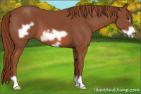 Horse Color:Liver Chestnut Frame 