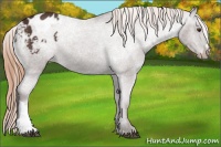 Horse Color:Liver Chestnut Appaloosa 