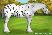 Horse Color:Liver Chestnut Appaloosa 