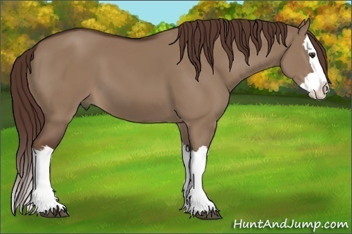 Horse Color: Liver Red Dun Splash 