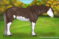 Horse Color:Liver Chestnut Splash 