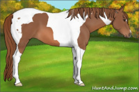 Horse Color:Liver Chestnut Tobiano