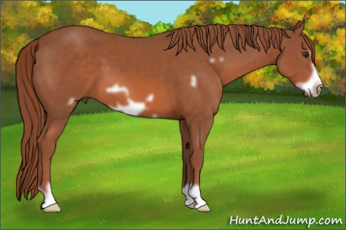 Horse Color: Liver Chestnut Frame 