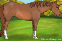 Horse Color:Chestnut 