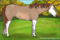Horse Color:Red Dun Splash