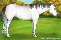 Horse Color:Gray Amber Champagne Splash 