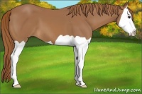 Horse Color:Chestnut Splash