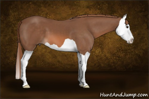 Horse Color: Chestnut Splash 