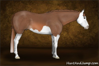 Horse Color:Chestnut Splash 
