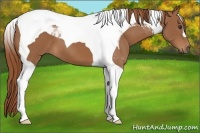Horse Color:Chestnut Tobiano