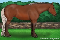 Horse Color:Silver Bay 