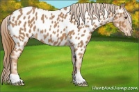 Horse Color:Red Roan Near Leopard 
