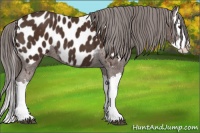 Horse Color:Liver Chestnut Splash Appaloosa 