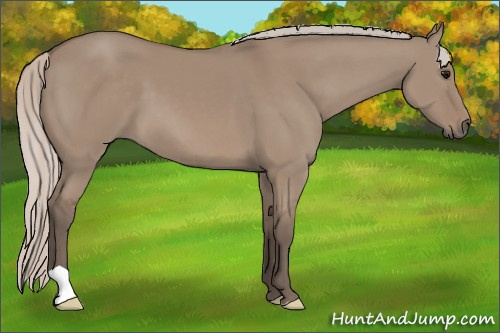 Horse Color: Silver Grullo 