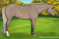 Horse Color:Silver Grullo 