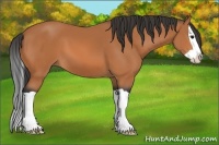 Horse Color:Bay Splash 