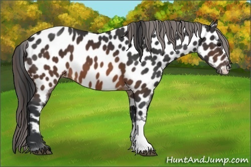 Horse Color:Brown Appaloosa 