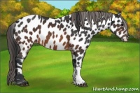 Horse Color:Brown Near Leopard 