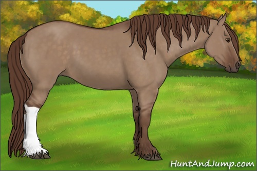 Horse Color: Liver Red Dun 