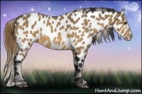 Horse Color:Buckskin Near Leopard 