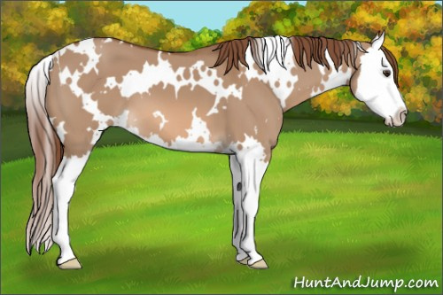 Horse Color: White Spotted Red Dun Splash 