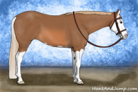 Horse Color:Chestnut Splash 