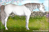 Horse Color:Gray Chestnut Appaloosa 