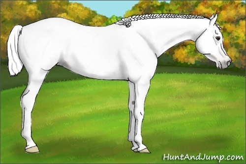Horse Color:Gray Chestnut Near Leopard 