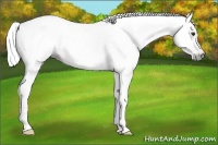 Horse Color:Gray Chestnut Near Leopard 