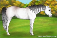 Horse Color:Gray White Spotted Bay Sabino Rabicano 