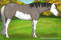 Horse Color:Grullo Splash 