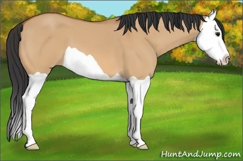 Horse Color: Bay Dun Splash 
