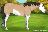 Horse Color:Bay Dun Splash 