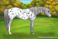 Horse Color:Black Appaloosa