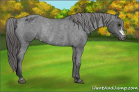 Horse Color:Black Appaloosa Rabicano 